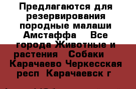 Предлагаются для резервирования породные малаши Амстаффа  - Все города Животные и растения » Собаки   . Карачаево-Черкесская респ.,Карачаевск г.